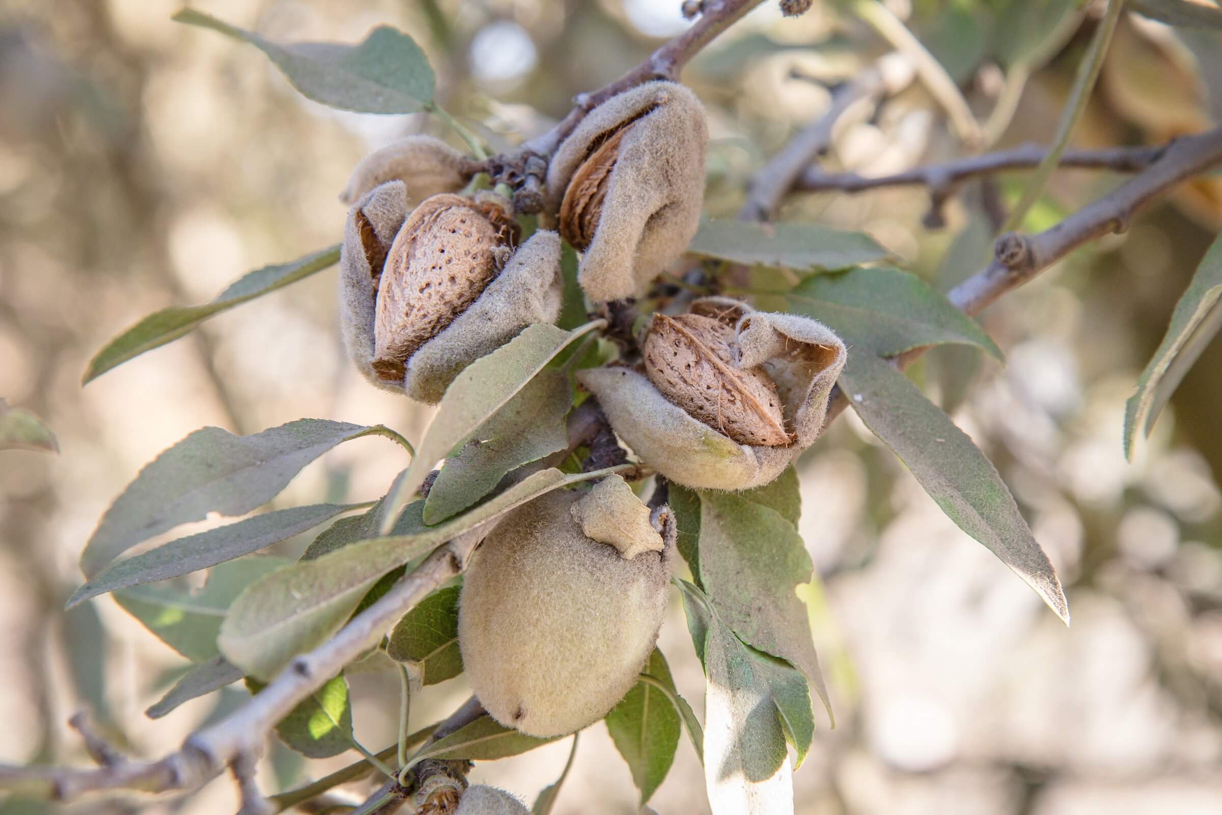 Discours d’A. Montebourg – 1ère récolte d’amandes au verger de la Renjardière