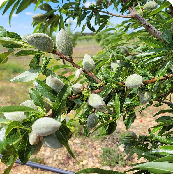 Un Memorandum pour taxer les amandes californiennes