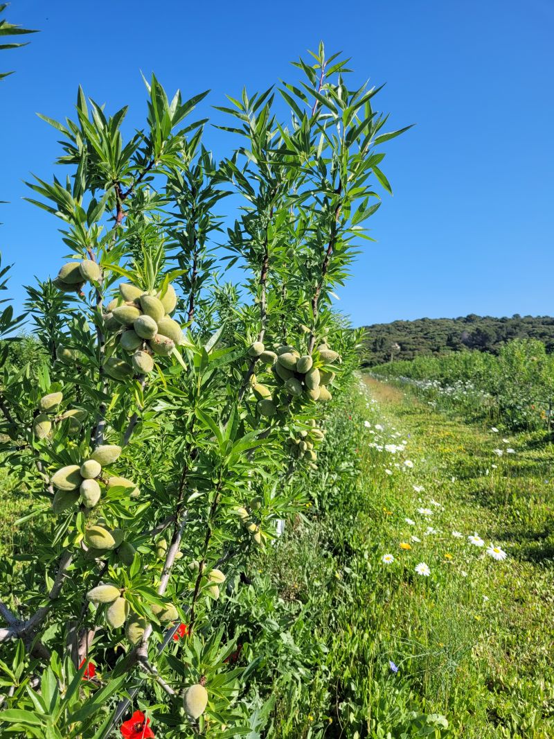Le cultivateur Montebourg veut taxer les amandes californiennes