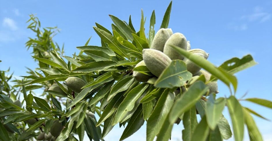 IA : la Compagnie des Amandes lance son crowdfunding