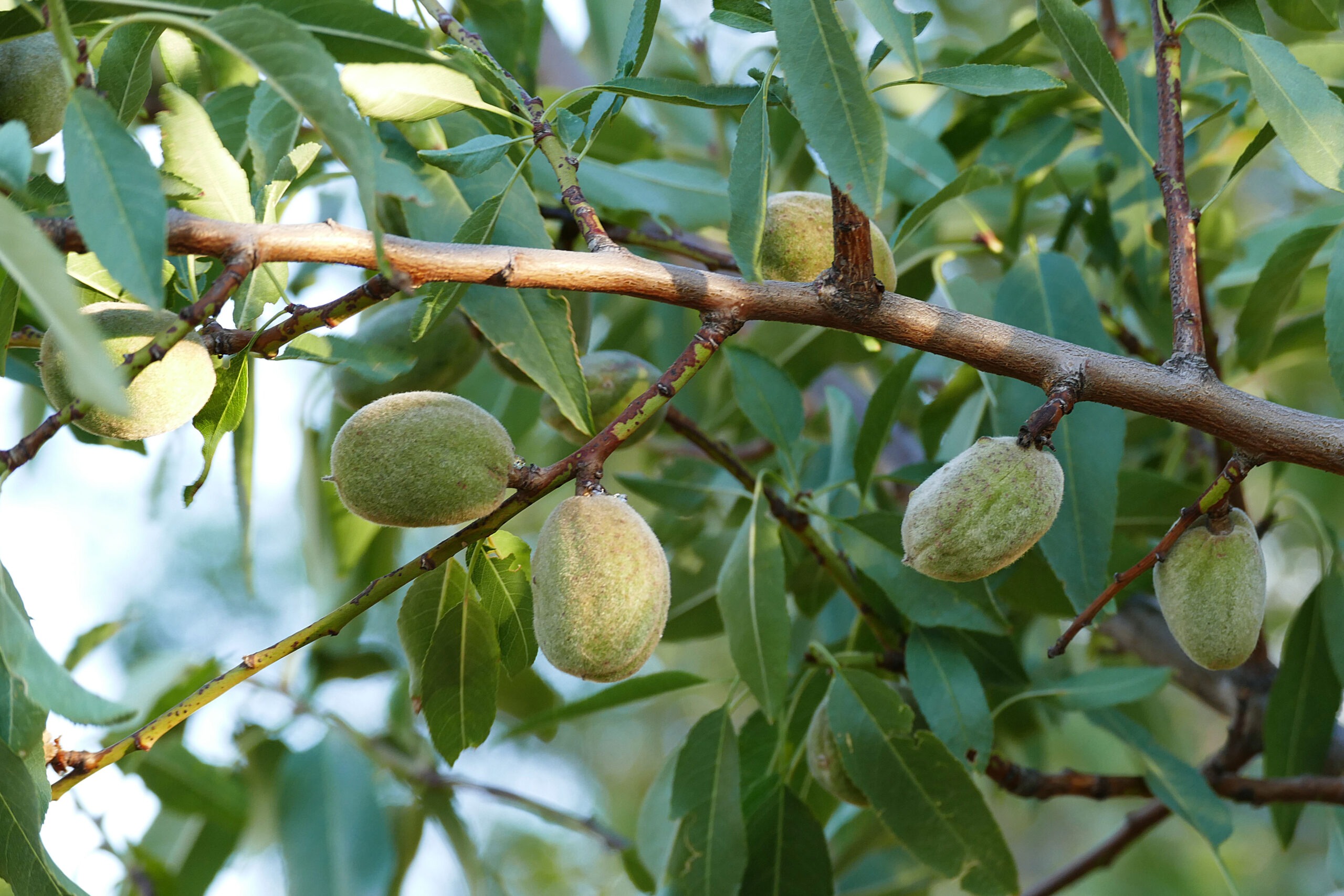 La Compagnie des Amandes saisit l’Autorité de la concurrence